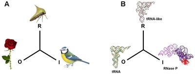 Viral tRNA Mimicry from a Biocommunicative Perspective